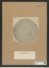 Coscinodiscus radiatus Ehr. (de-Toni-Nr.: Genus 202, Species 4972) Zeichnungen Sammlung Grunow Nr. 8572 (NHMW-BOT-W0378220)